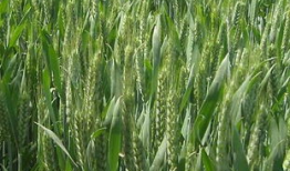 91O8稻种直播一亩多少斤种子,91O8稻种直播一亩需多少斤种子？揭秘高效种植秘诀