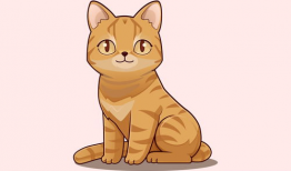 动漫猫,动漫猫的奇幻冒险之旅